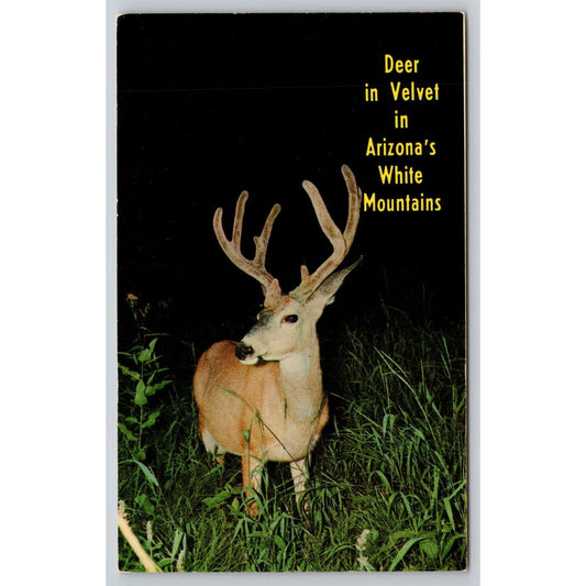 Postcard AZ White Mountains Deer In Velvet