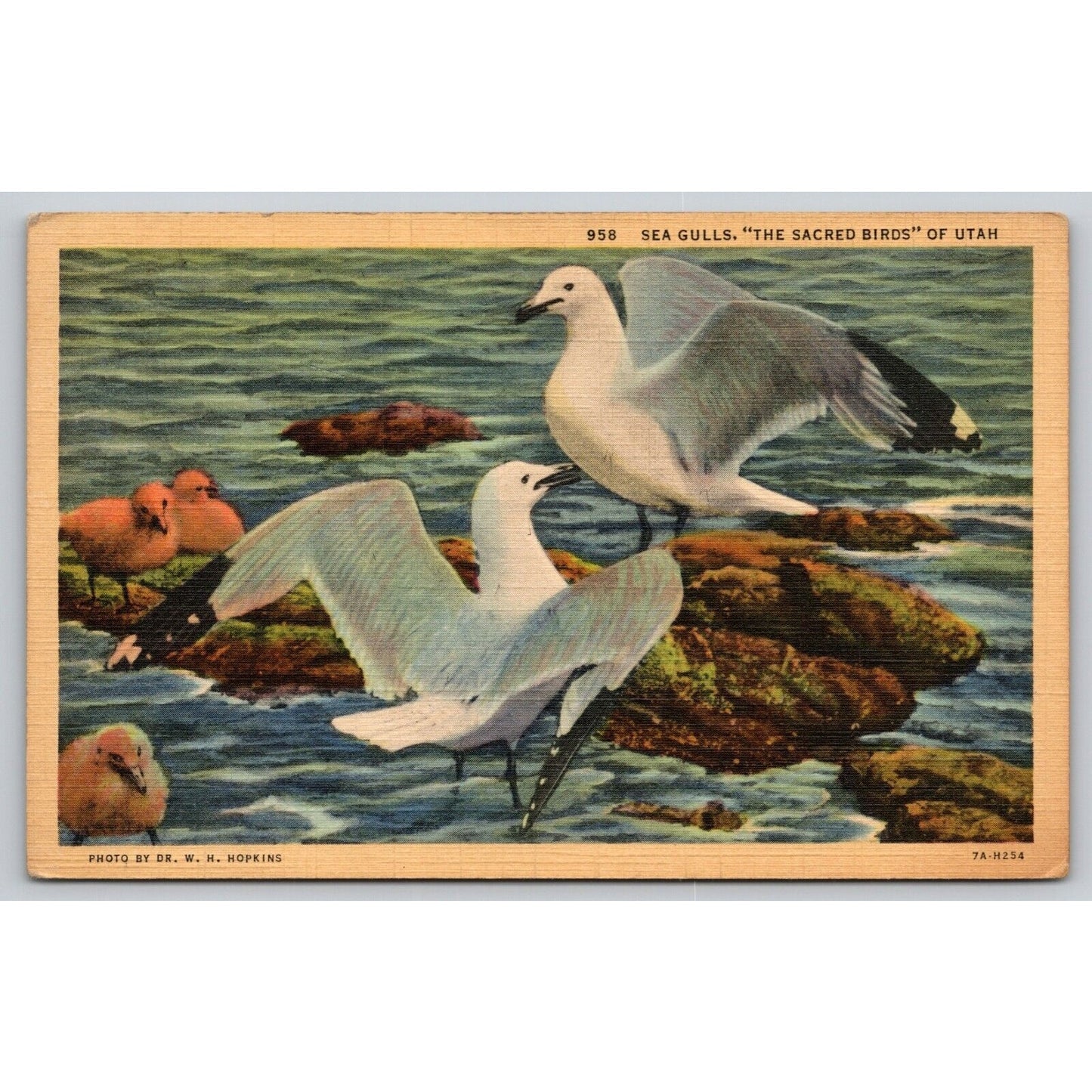 Postcard UT Utah Seagulls The Sacred Birds Linen UNP A22