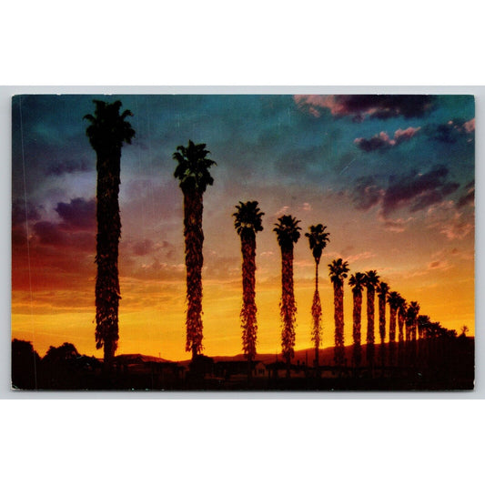 Postcard CA Fan palms At Sunset In Southern California