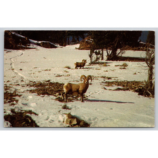 Postcard Big Horn Sheep Yellowstone National Park