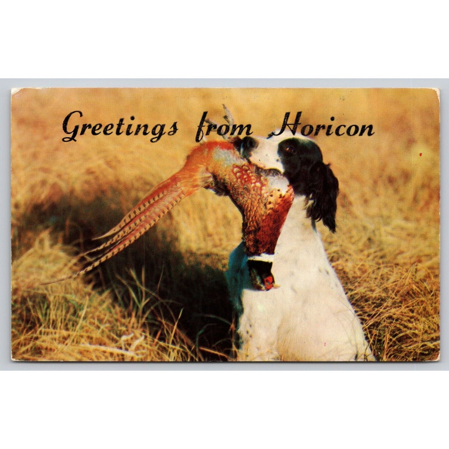 Postcard WI Horicon Greetings From Horicon Dog With Pheasant C8