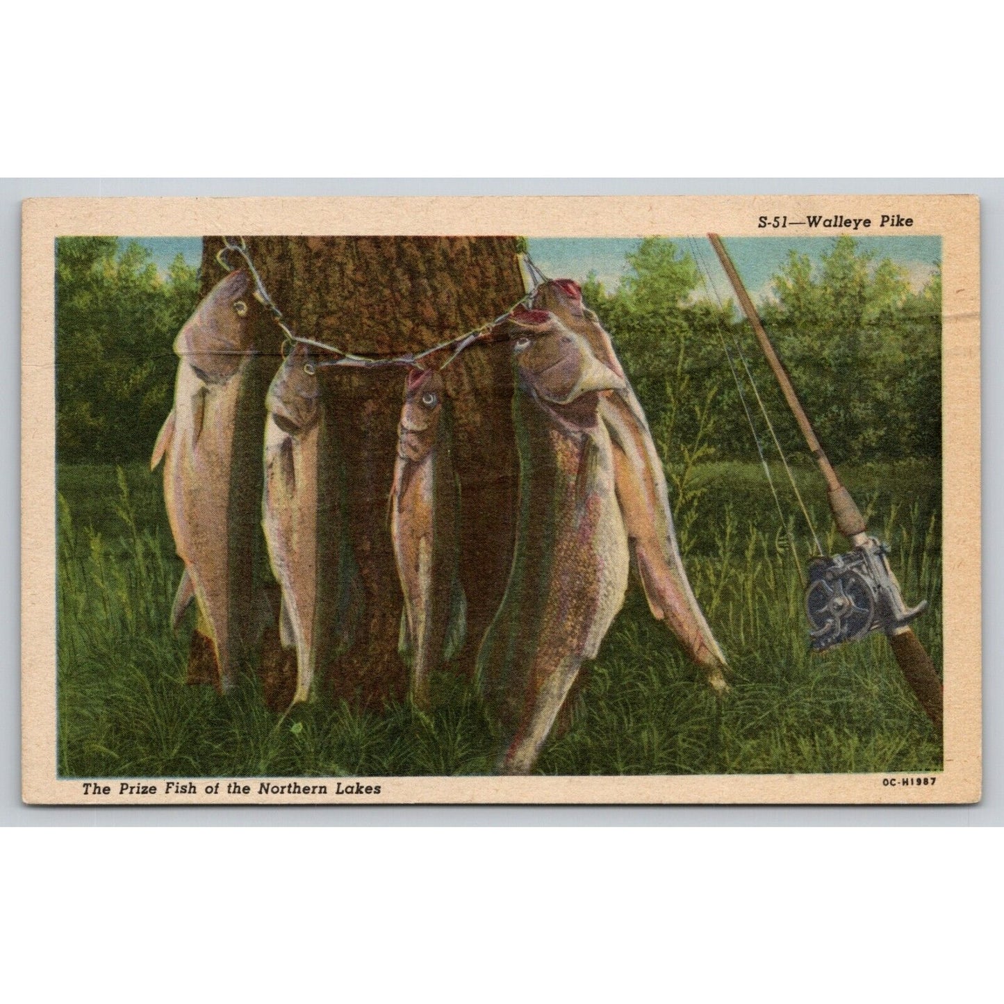 Postcard Walleye Pike The Prize Fish Of The Northern Lakes