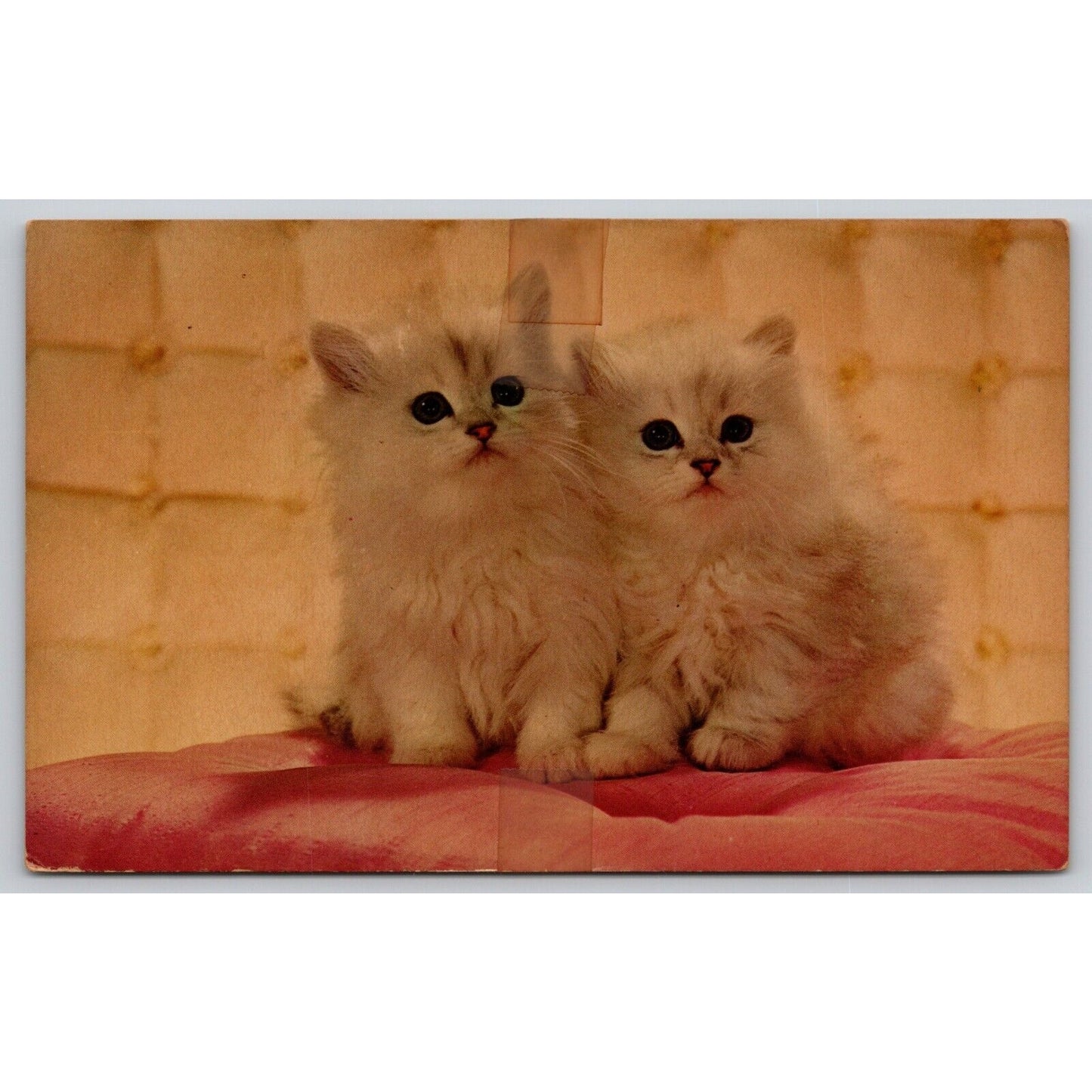 Postcard A Couple Of Kittens UNP A36