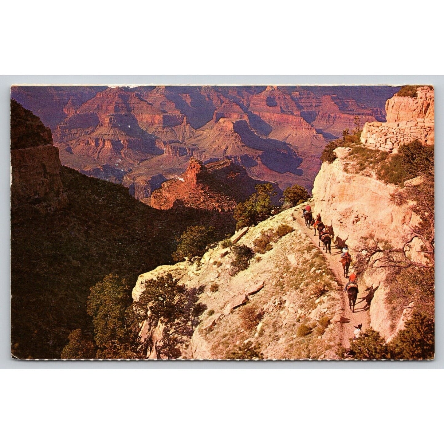 Postcard AZ Grand Canyon National Park Mule Train B11