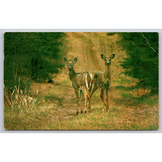 Postcard Alert Deer Listen Intently To The Forest Sounds