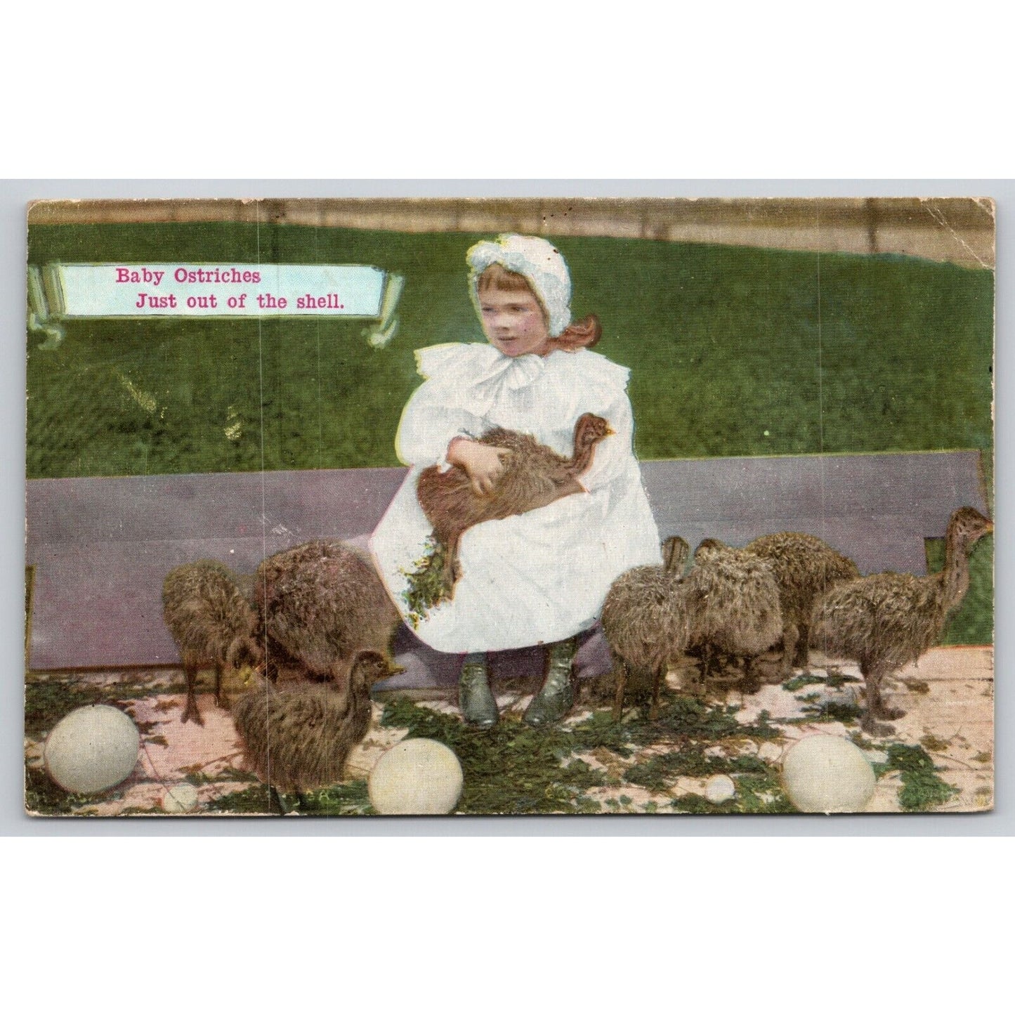 Postcard Baby Ostriches Just Out Of The Shell On The Road Of A Thousand Wonders