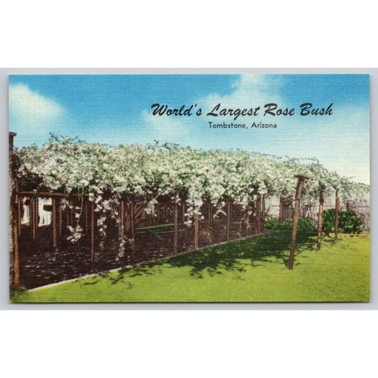 Postcard AZ Tombstone Worlds largest Rose Bush Linen UNP A23