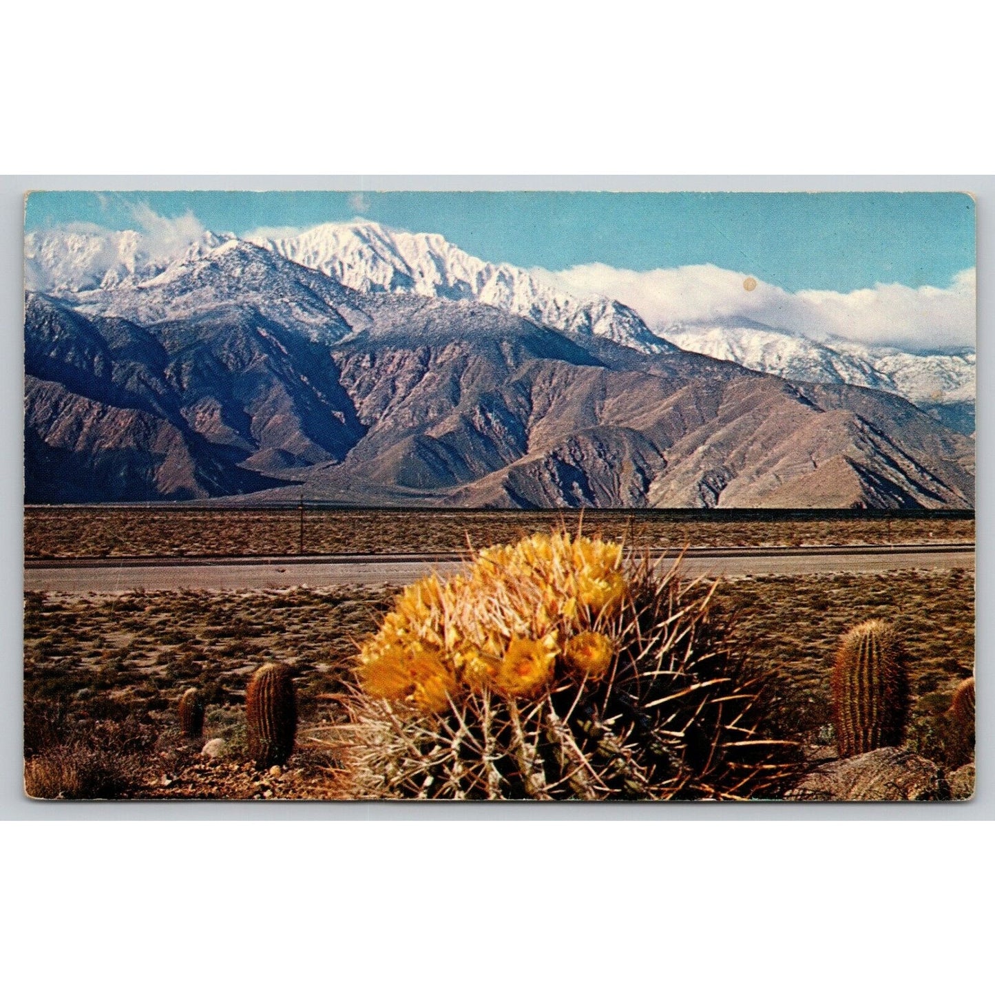 Postcard A Springtime Contrast On The Desert Barrel Cactus