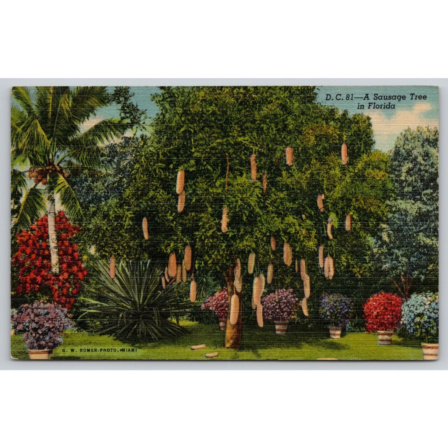 Postcard A Sausage Tree In Florida Riviera Gardens Linen A3