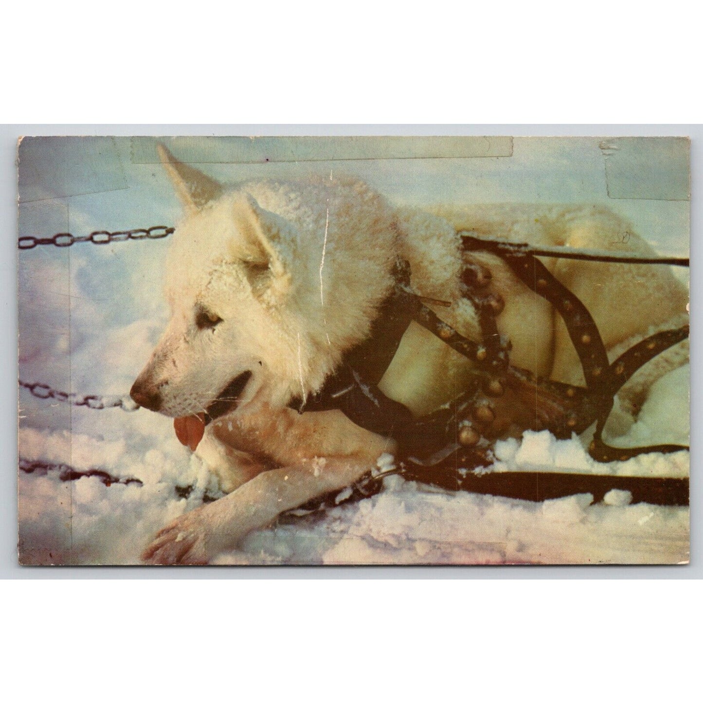 Postcard AK Alaskan Sled Dog Taking A Break UNP B16