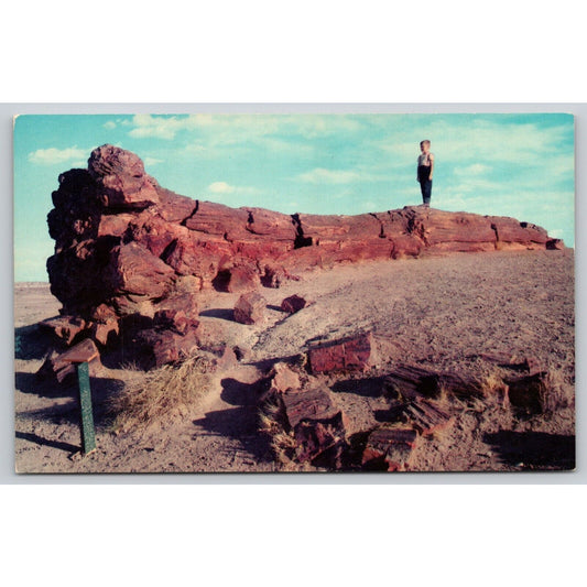 Postcard AZ Arizona Petrified Forest National Monument UNP A9