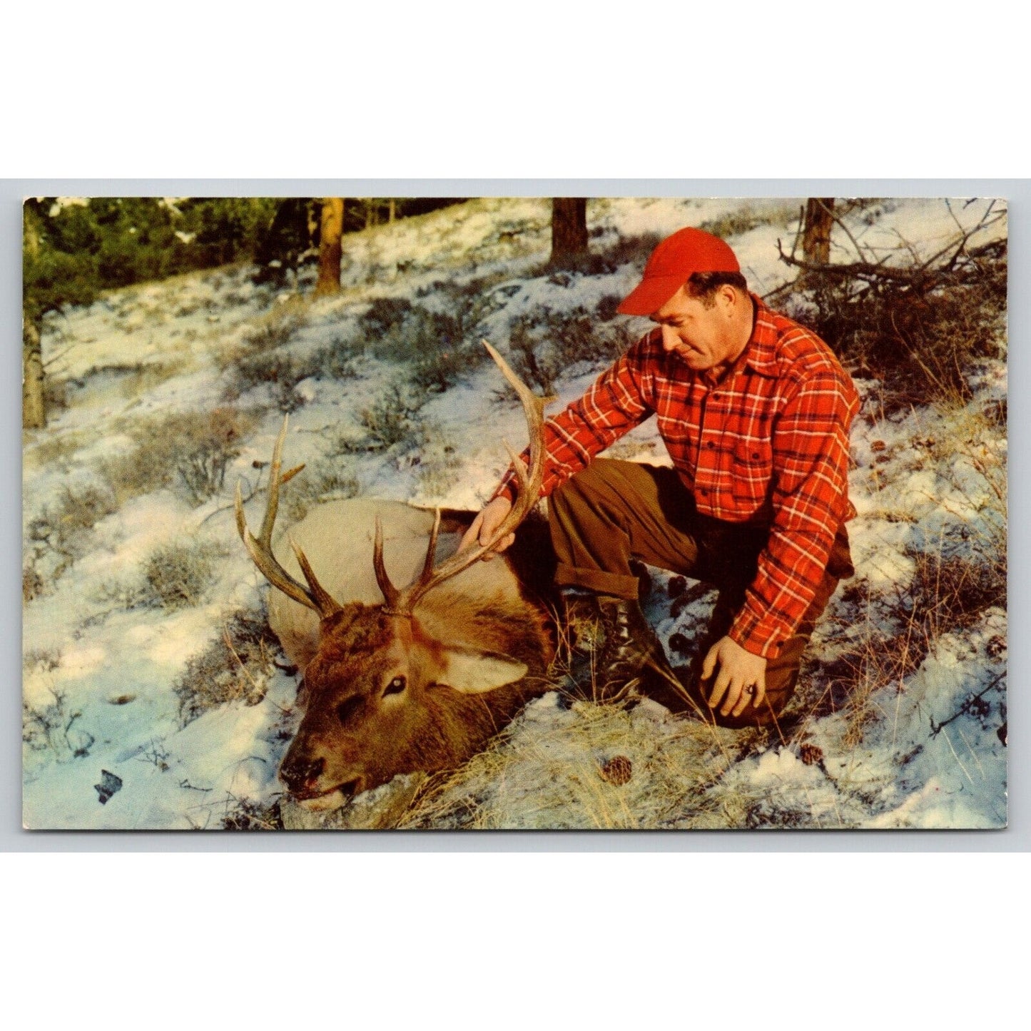 Postcard A Five Point Beauty Deer Hunter