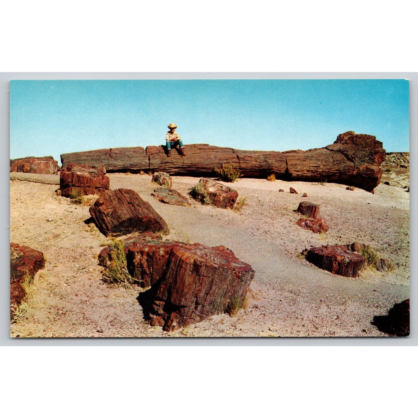 Postcard Arizona Holbrook Petrified Forest UNP C4