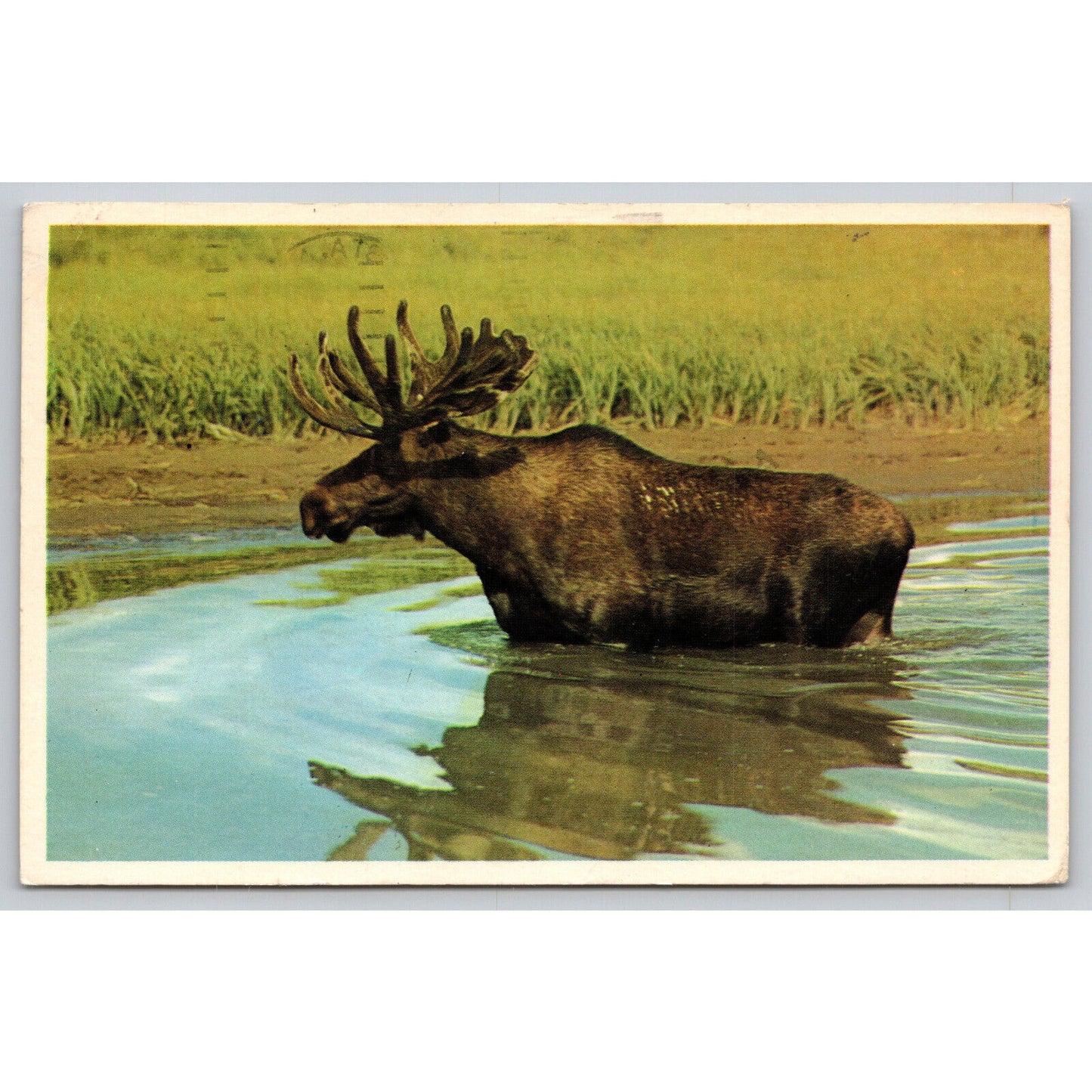 Postcard Bull Moose In The Water A1