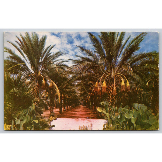 Postcard Arizona Date Garden UNP C7