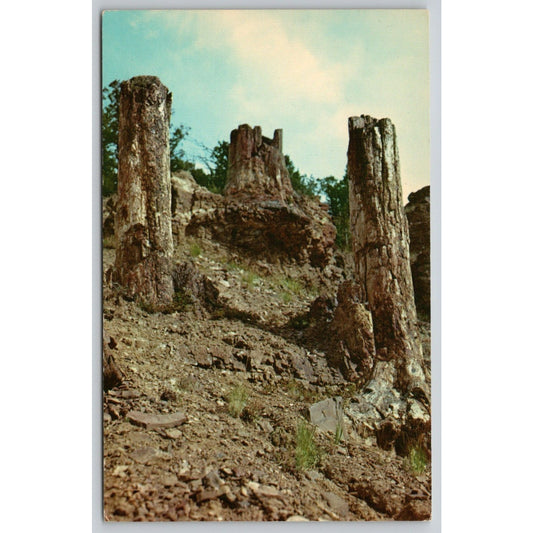 Postcard WY Yellowstone National Park Petrified Tree Stumps Specimen Ridge