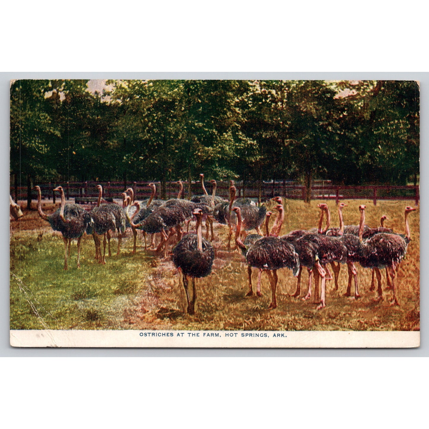 Postcard AR Hot Springs Ostriches At The Farm