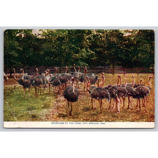 Postcard AR Hot Springs Ostriches At The Farm