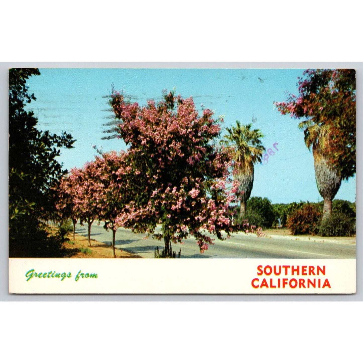 Postcard CA Greetings From Southern California Crepe Myrtle Palm Trees