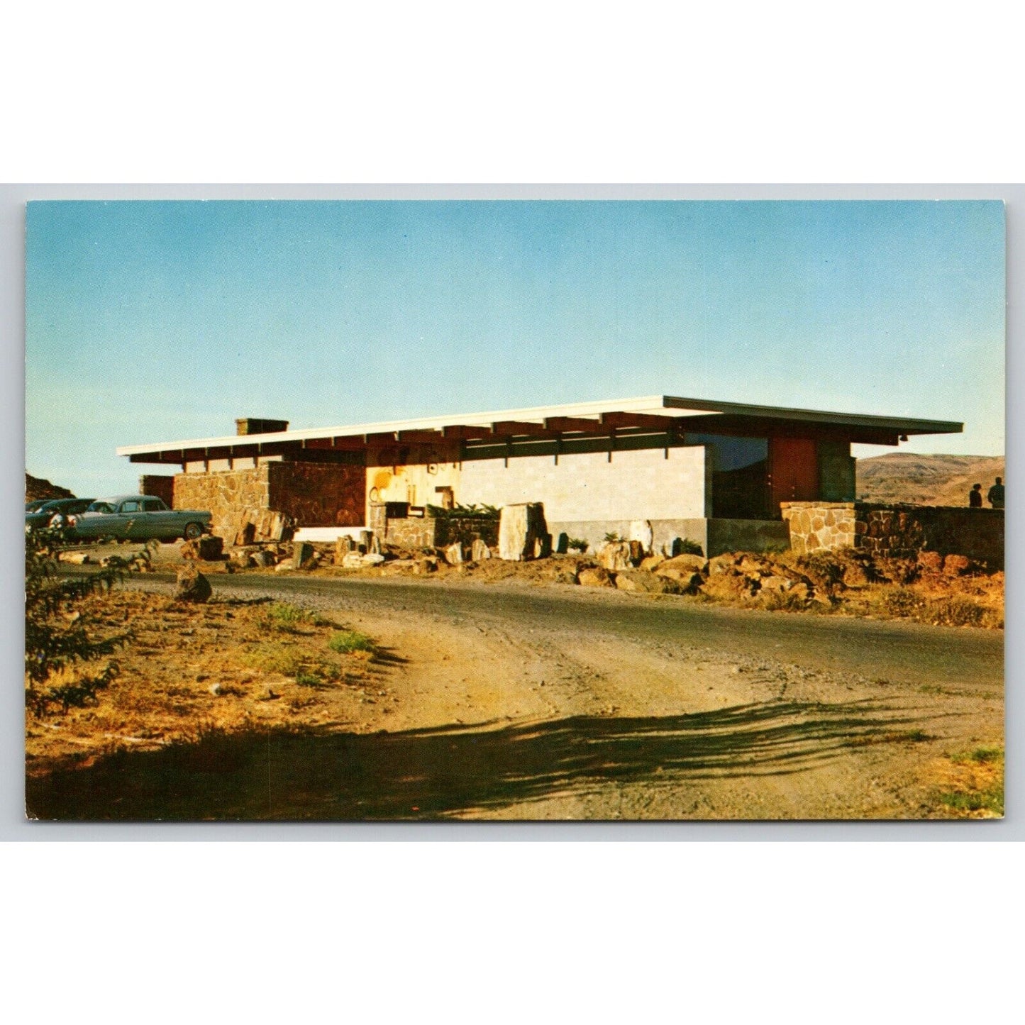 Postcard WA Vantage Ginkgo Petrified Forest Museum