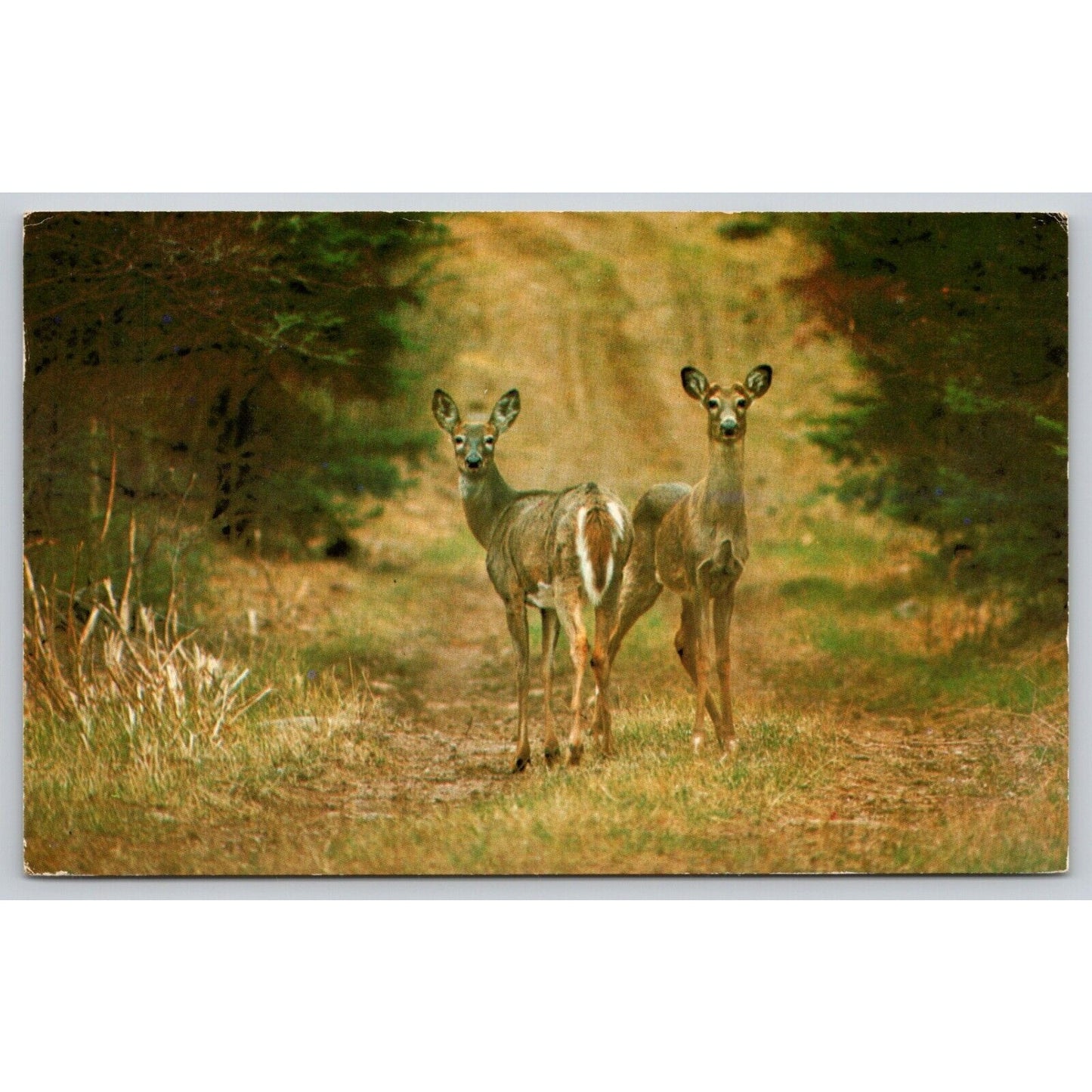 Postcard Alert Deer Listen To The Forest Sounds