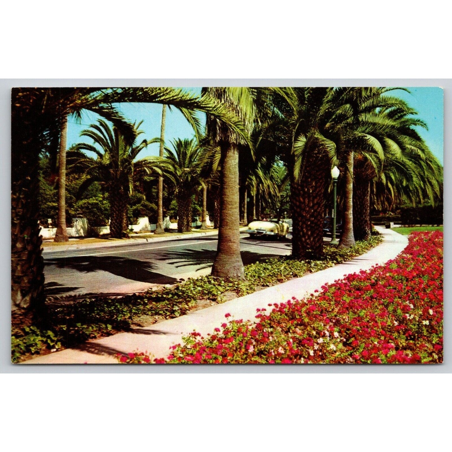 Postcard CA An Avenue Of Palms In California