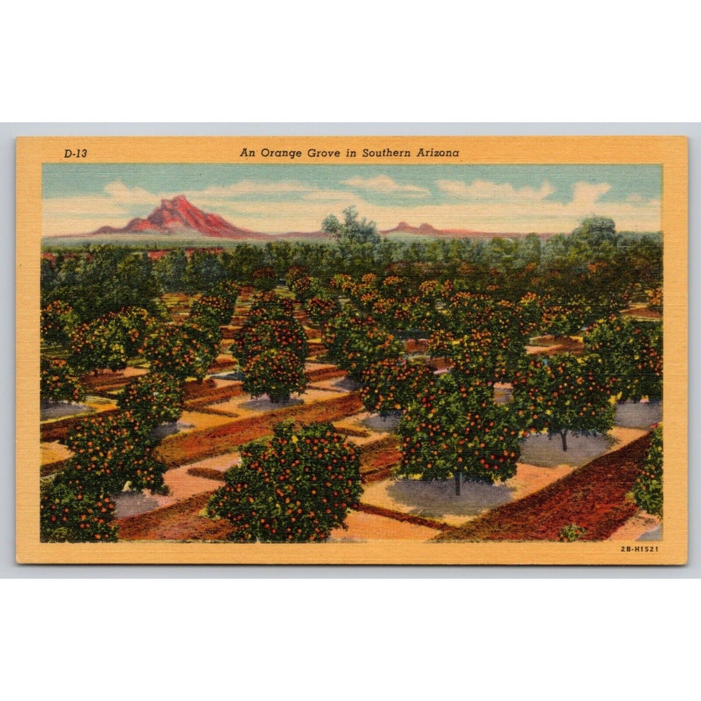 Postcard AZ An Orange Grove In Southern Arizona