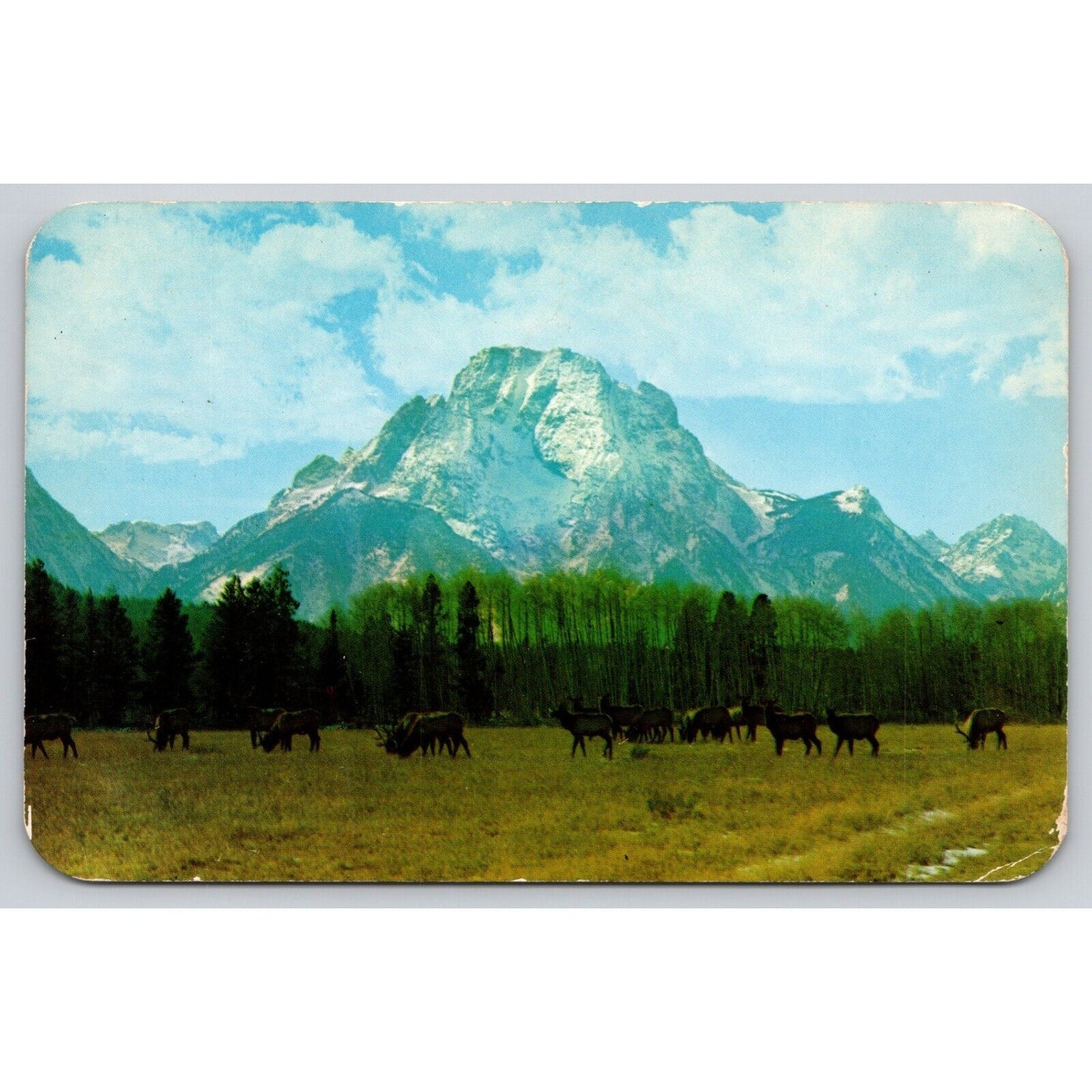 Postcard WY Jackson Hole Herd Of Wild Elk With Mt Moran