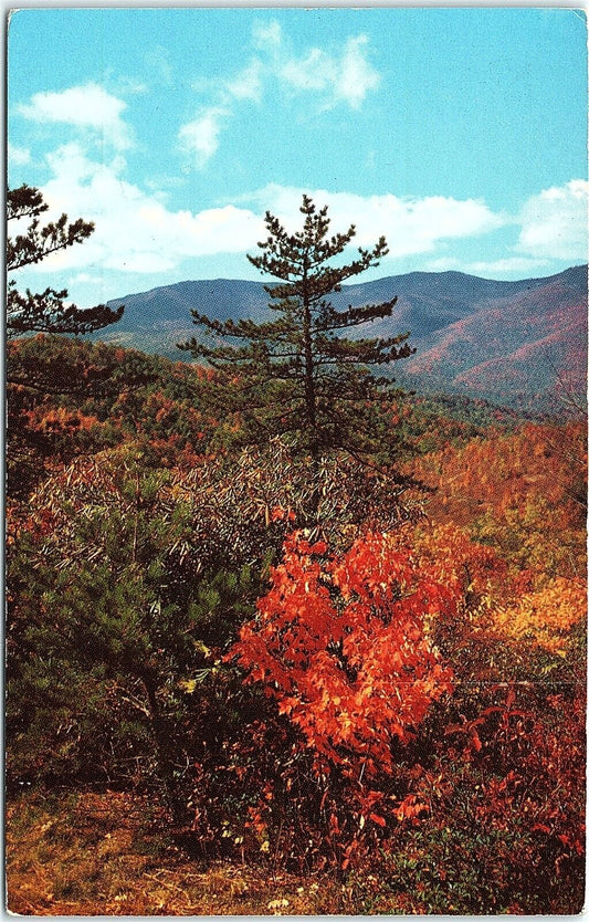 An Autumn Scene near Buck Creek Gap Postcard Blue Ridge Parkway Mt. Mitchell