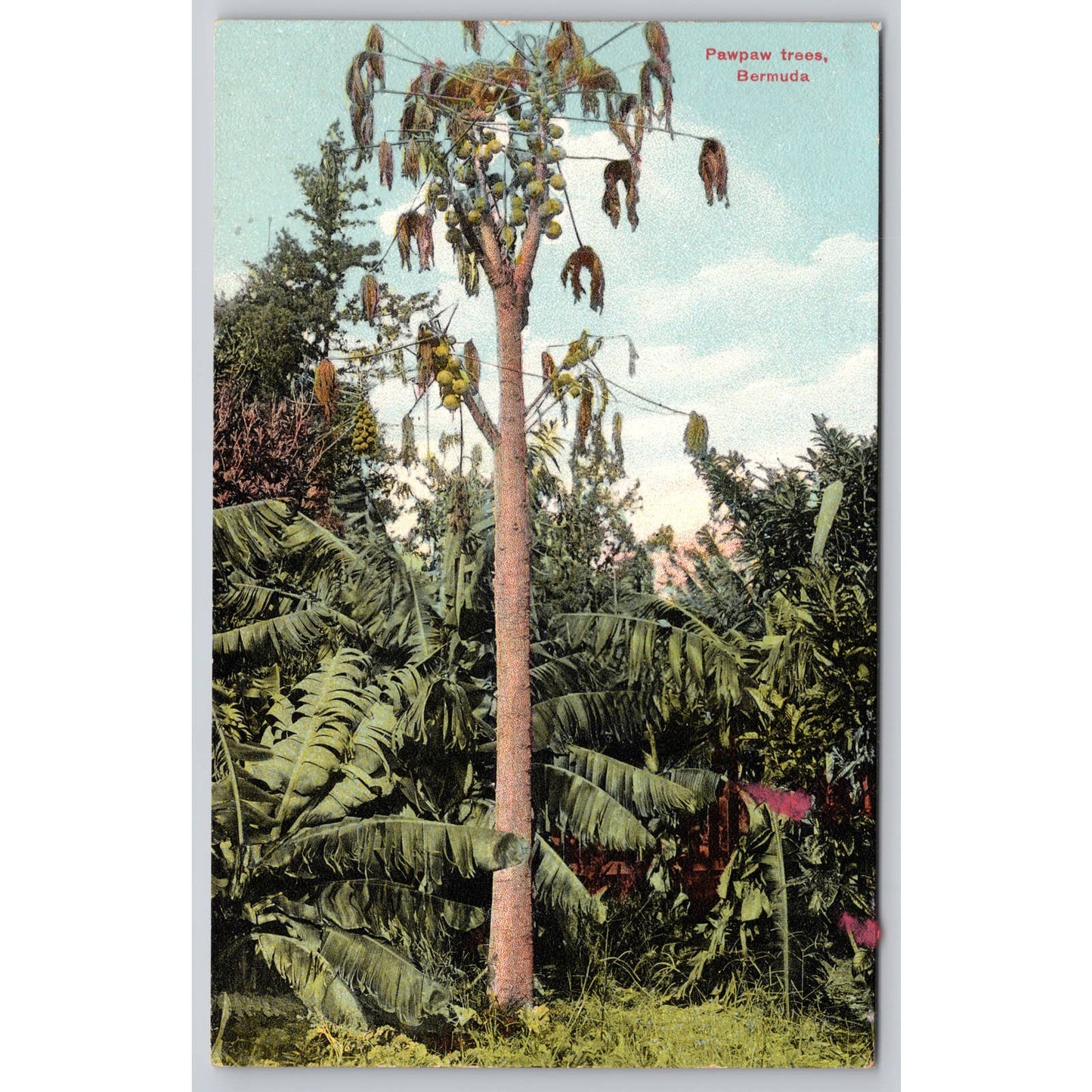 Postcard Bermuda Pawpaw Trees